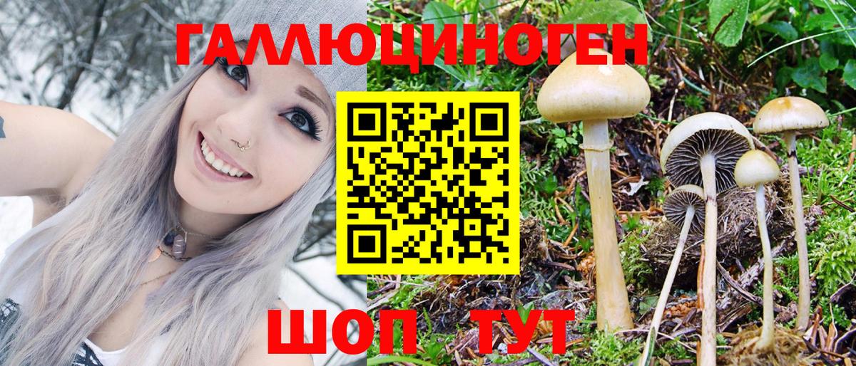 Галлюциногенные грибы Psilocybe Избербаш